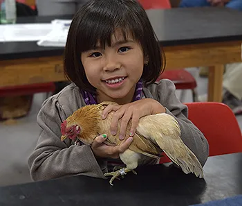 poultry