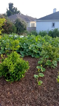 Figure 1. A vegetable garden next to a house. Photo by Petr Kosina, UC IPM.