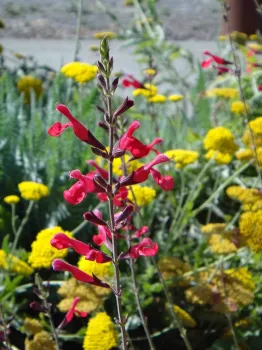 Salvia greggii 'John Wittlesey,' Brent McGhie