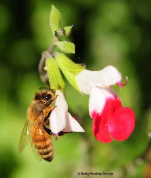 Honey bee foraging on a