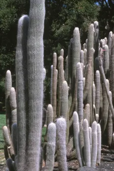 Old man cacti, Jack Kelly Clark, courtesy UC IPM Program