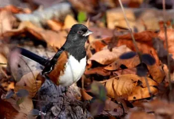 Bird among leaves.