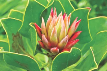 Turmeric plant