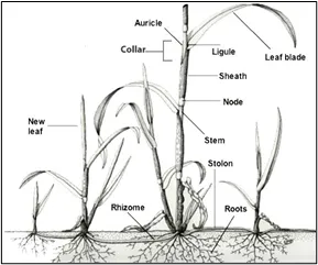 Weed IPM
