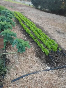 Lettuce