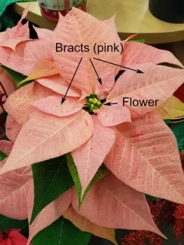 Bracts and flower, University of Minnesota Extension