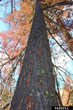 Flatheaded Fir Borer Trunk Damage. Source: Donald Owen, California Department of Forestry and Fire Protection, Bugwood.org