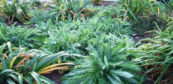 Poppy craziness