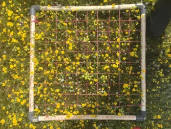 Usando estos cuadrantes, los investigadores pudieron cuantificar sistemáticamente las especies presentes en las zonas de transición de los estanques vernal. Fotografía de Julia Michaels