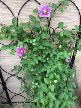 clematis Piilu