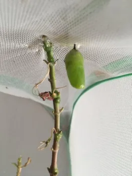 monrach chrysalis