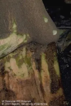 citrus Dry root rot trunk