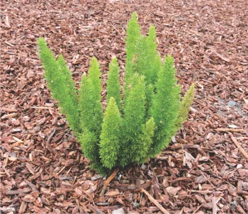 Meyeri fern