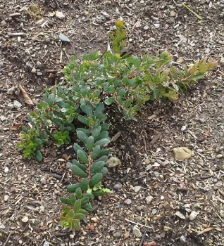 Manzanita