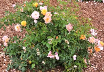 Carpet Rose