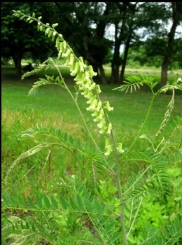 This is Sophora flavescens. A compound from this plant reduce neuroinflammation in an animal model with Parkinson's disease. (Wikipedia photo)
