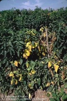 Fusuarium Wilt