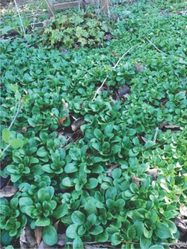 Abundance of Mache Lettuce