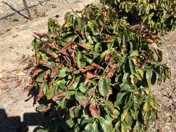 coffee frost cloer