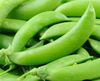 pisum sativum