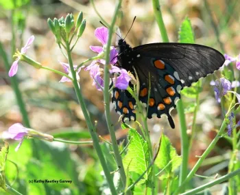 A pipevine swallowtail, Battus philenor, nectaring a wild radish off Gates Canyon Road, Vacaville. (Photo by Kathy Keatley Garvey)