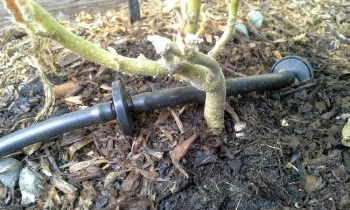 1/4 inch line with two in-line emitters