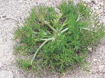 Wild Fennel