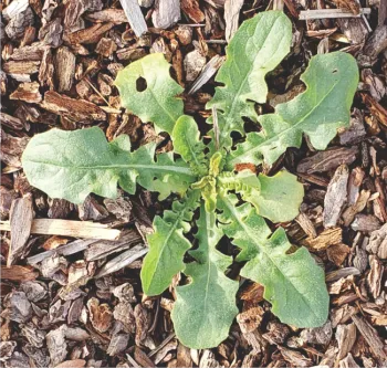 Sowthistle