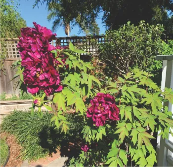 Blooming Tree Peony