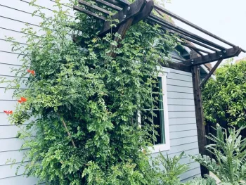 A trumpet flower grows up a trellis beside a home