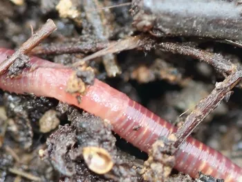 earthworm350