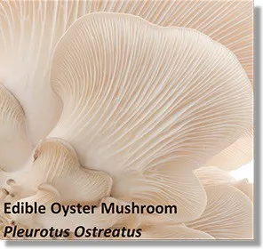 SecretLifeMushroom-02