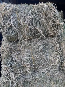 alfalfa bale