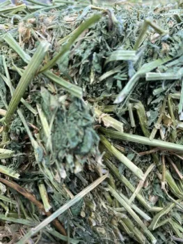 green alfalfa