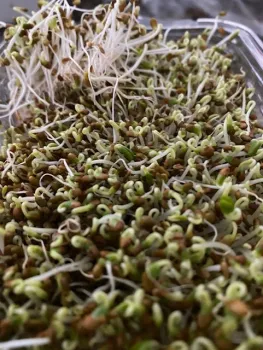 sprouts