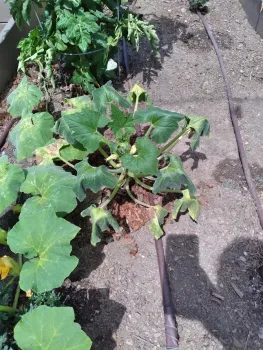 Squash
