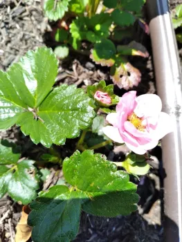 Strawberry Flower