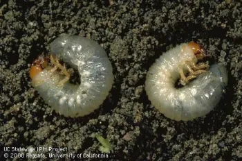 Larva of northern masked chafer. Photo by Jack Kelly Clark (1)