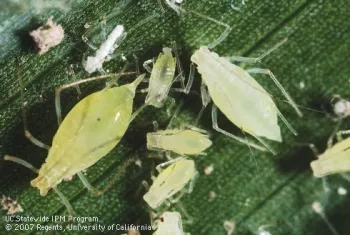 Potato aphid adults and nymphs. Photo by Jack Clark