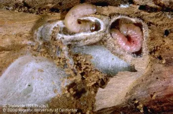 Mature codling moth larvae in cut-open cocoons. Photo by Jack Kelly Clark