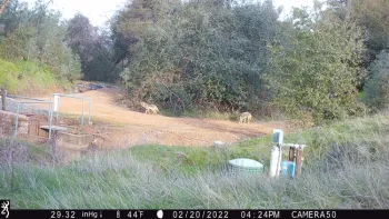 Healthy coyotes!