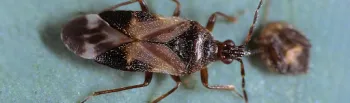 Adult minute pirate bug photo Jack Kelly Clark