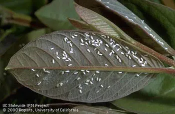 White flies - Courtesy UCANR_sm
