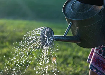 watering-david-ballew-P7saq8j11pM-unsplash