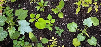 SouPlanting-sm2