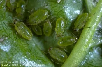 Leaf Curl Plum Aphid
