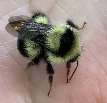 This black-tailed bumble bee, Bombus melanopygus, has a mite on its wing. B. melanopygus) with a mite on its wing.