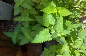HerbStudy2022Q3c