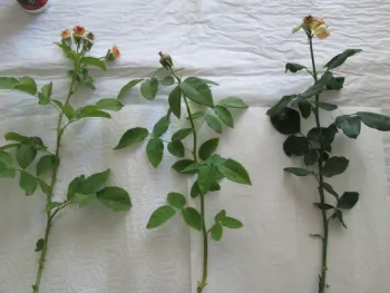 Cuttings of recently flowered stems.