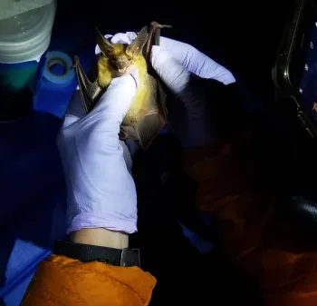 Caught bat being examined.